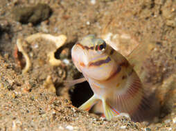 Amblyeleotris diagonalis Polunin & Lubbock 1979 resmi