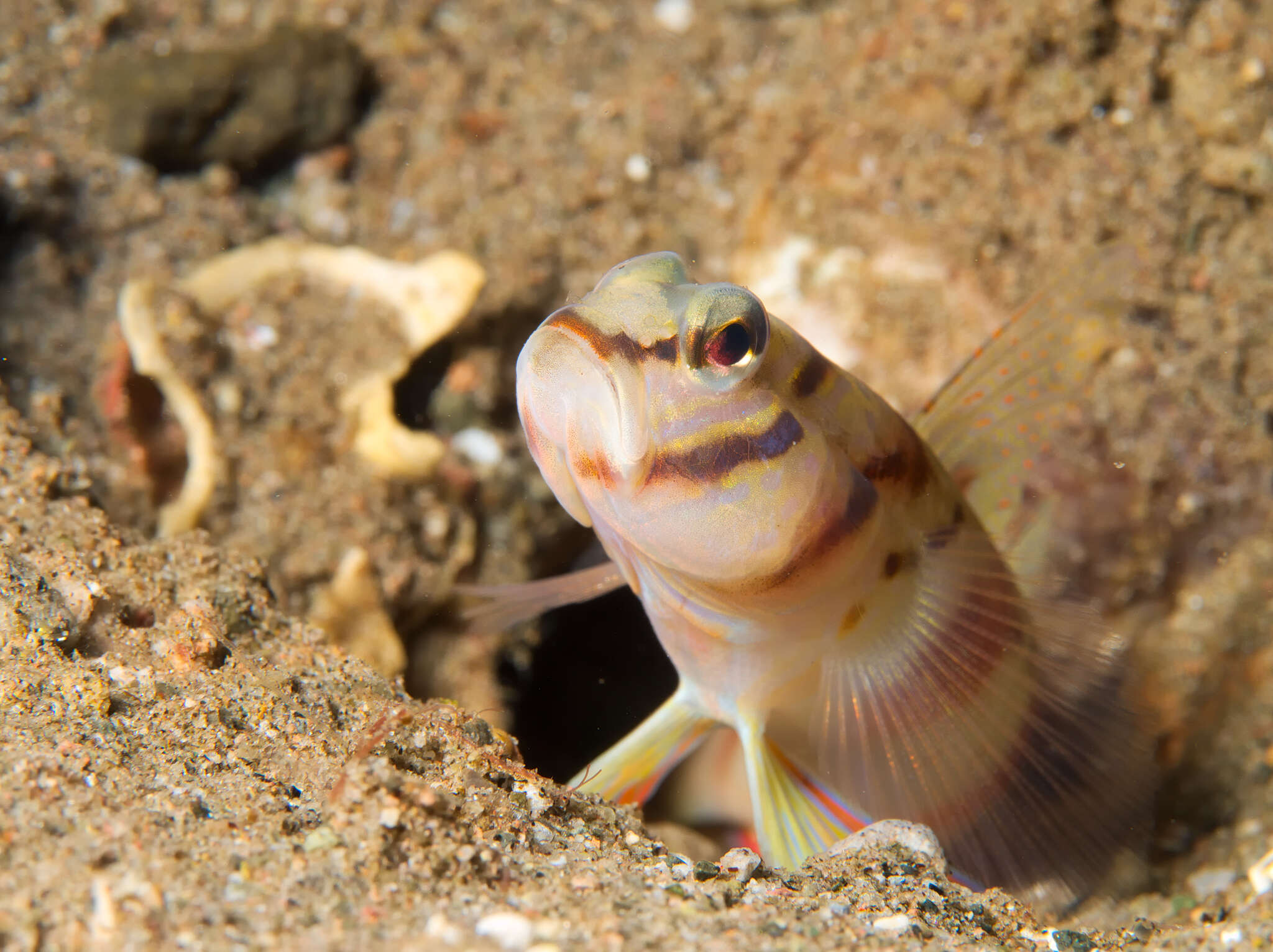 Plancia ëd Amblyeleotris diagonalis Polunin & Lubbock 1979