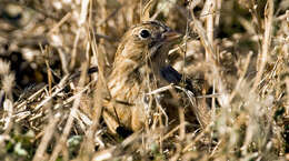 Image of Smith's Longspur