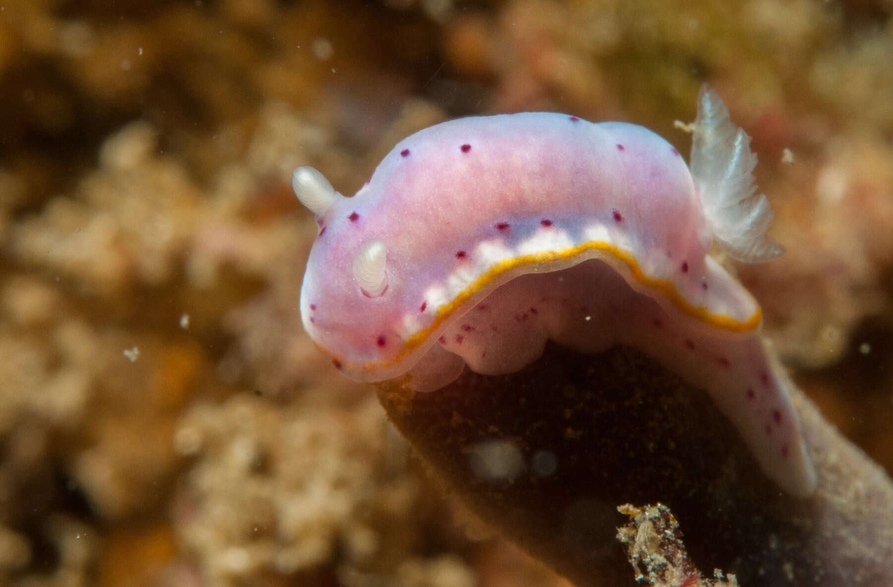 Image de Goniobranchus woodwardae (Rudman 1983)