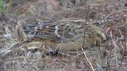 Image of Smith's Longspur