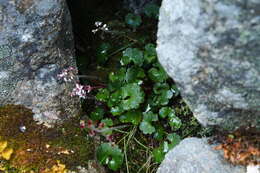 Image of Porsild's Pseudosaxifrage