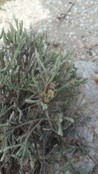 Image of Helichrysum benthamii Viguier & Humbert