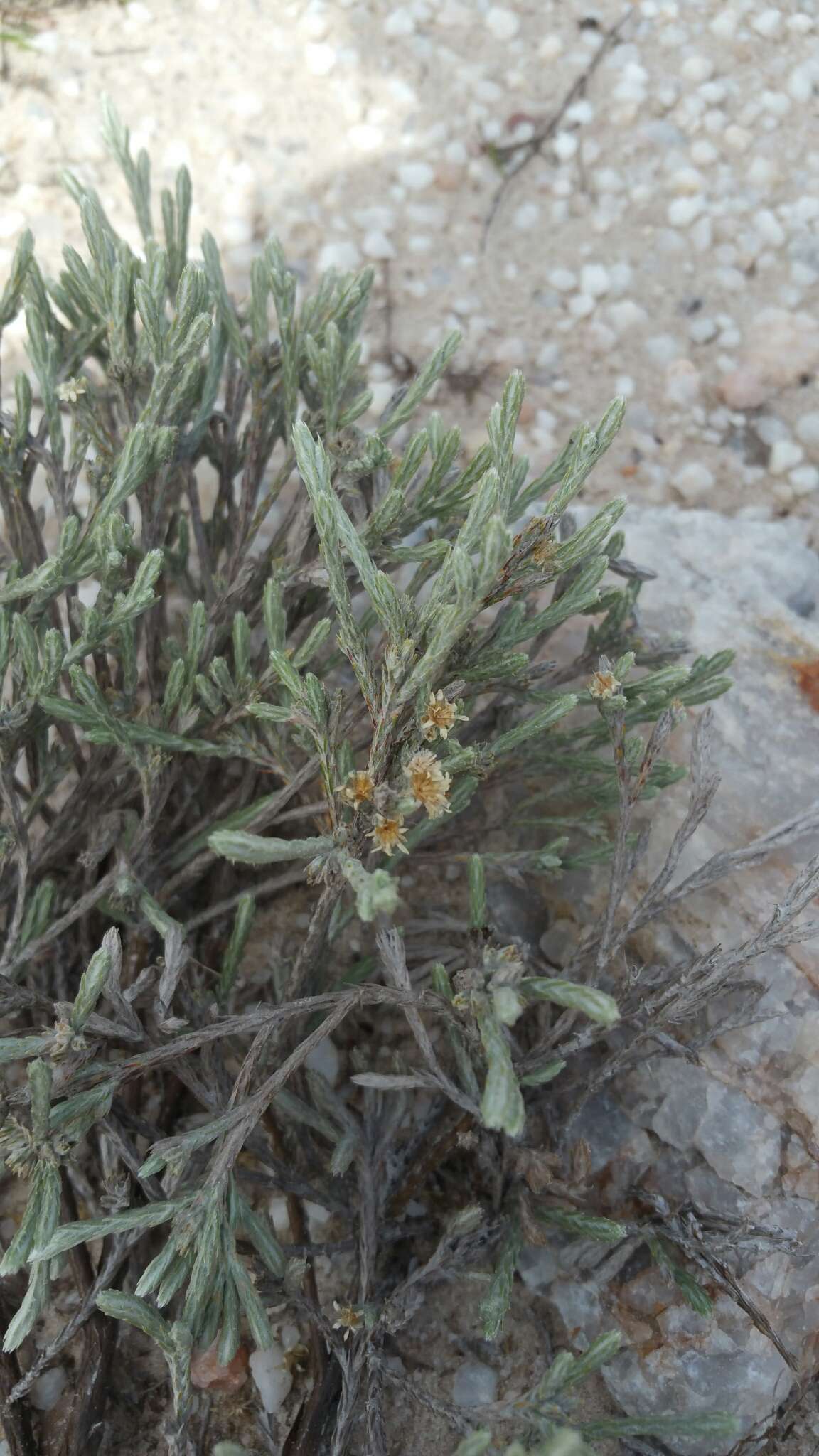 Image of Helichrysum benthamii Viguier & Humbert