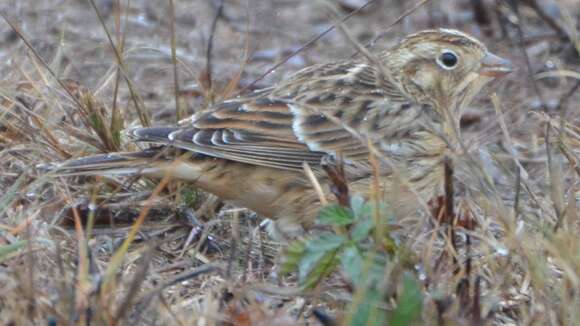 Image of Smith's Longspur