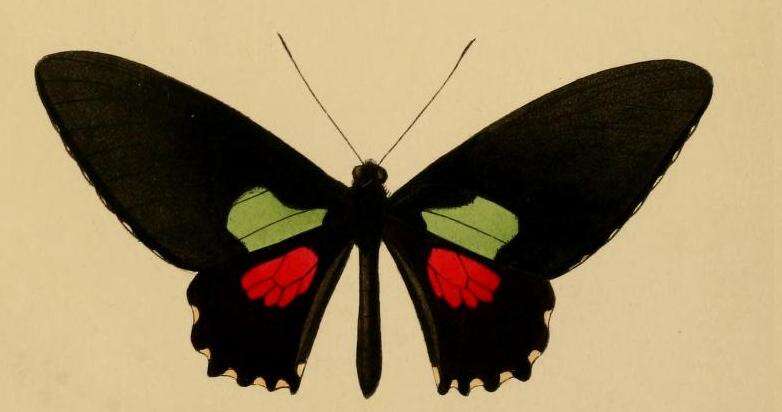 Image of Parides aeneas (Linnaeus 1758)