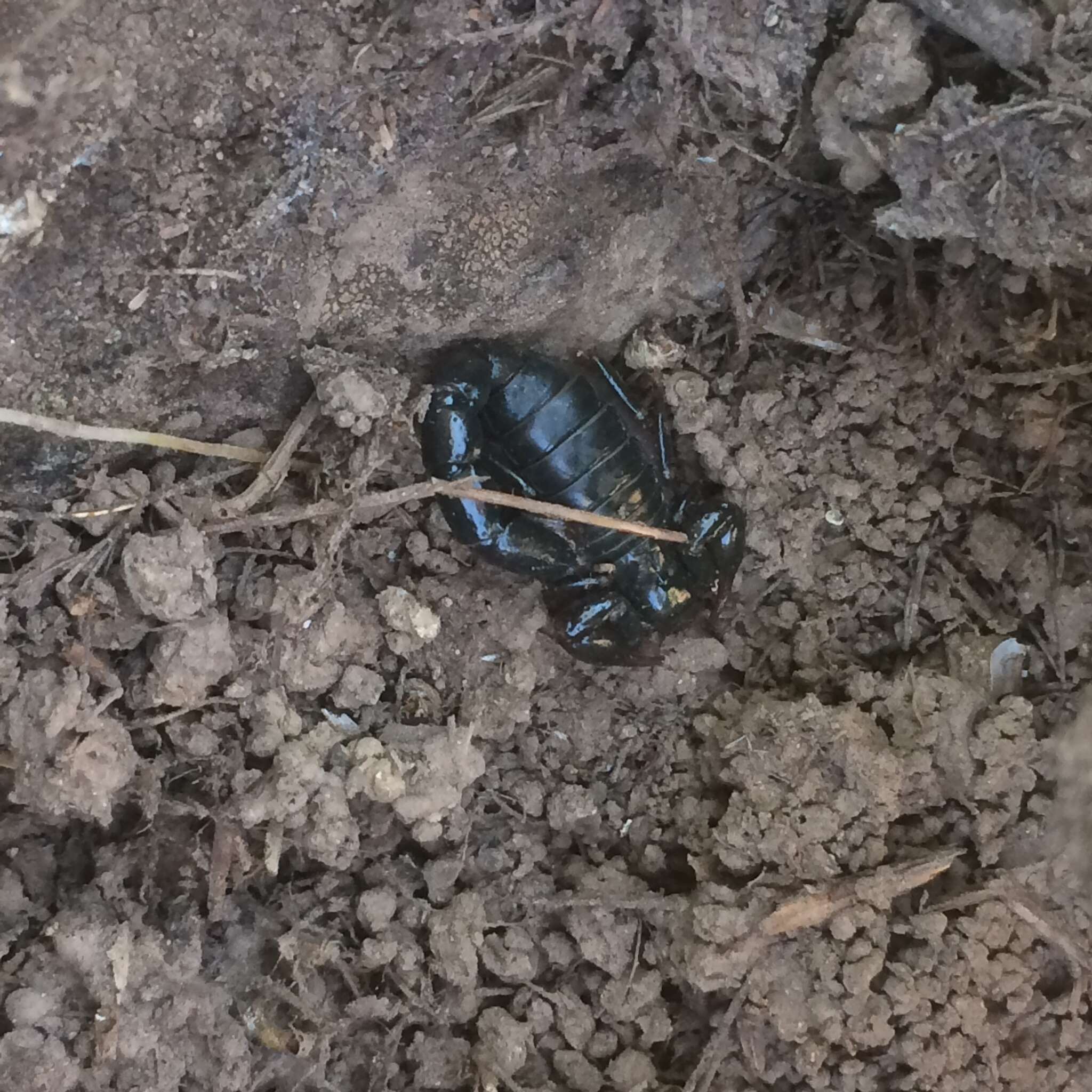 Image de Bothriurus chilensis (Molina 1782)