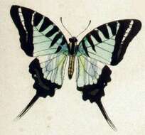 Image de Graphium euphrates (Felder & Felder 1862)