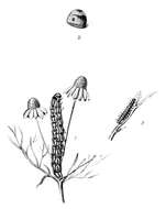 Imagem de Rivula sericealis Scopoli 1863