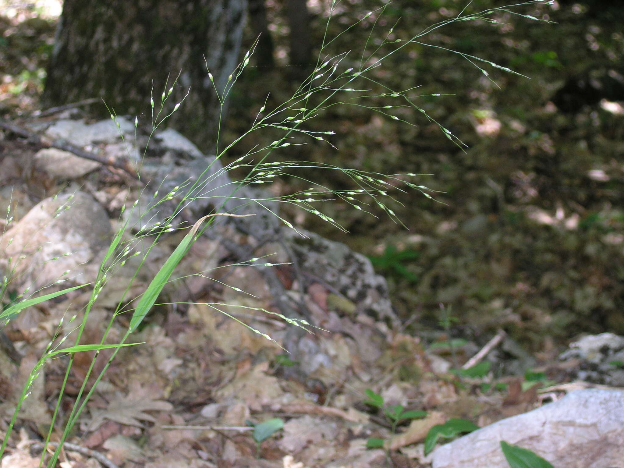 Слика од Piptatherum virescens (Trin.) Boiss.