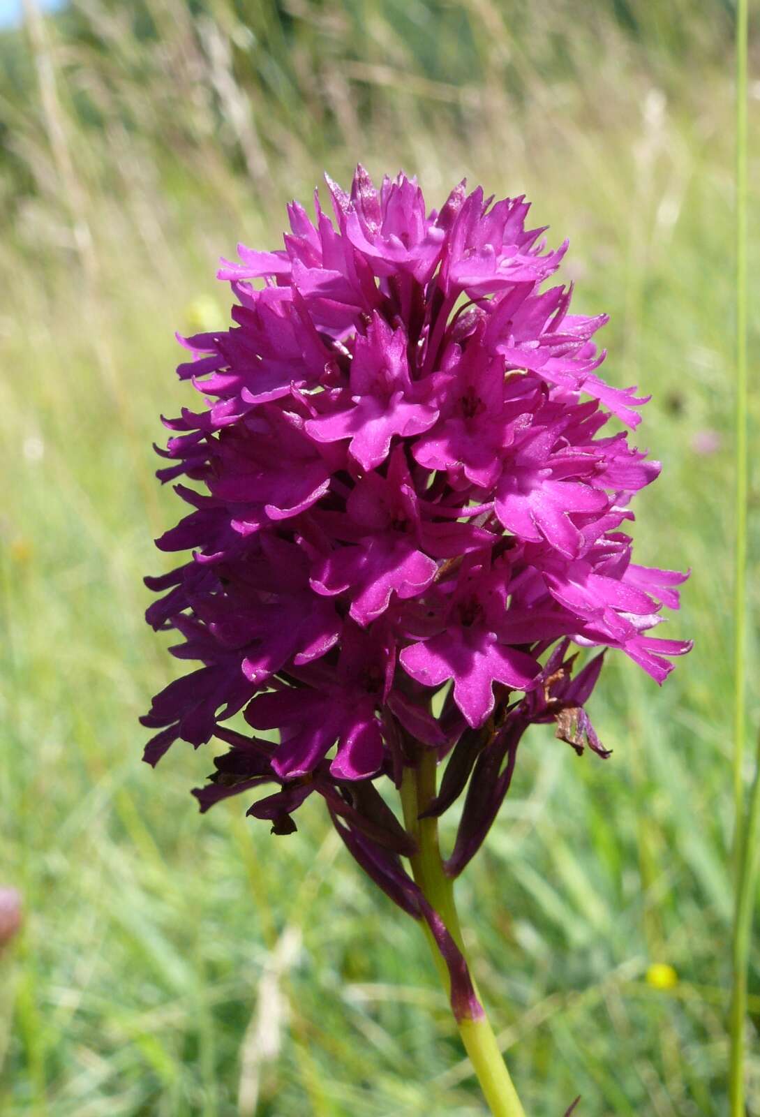 صورة Anacamptis pyramidalis (L.) Rich.