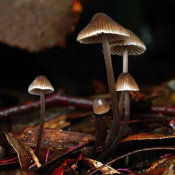 Mycena atrata Grgur. 2003的圖片