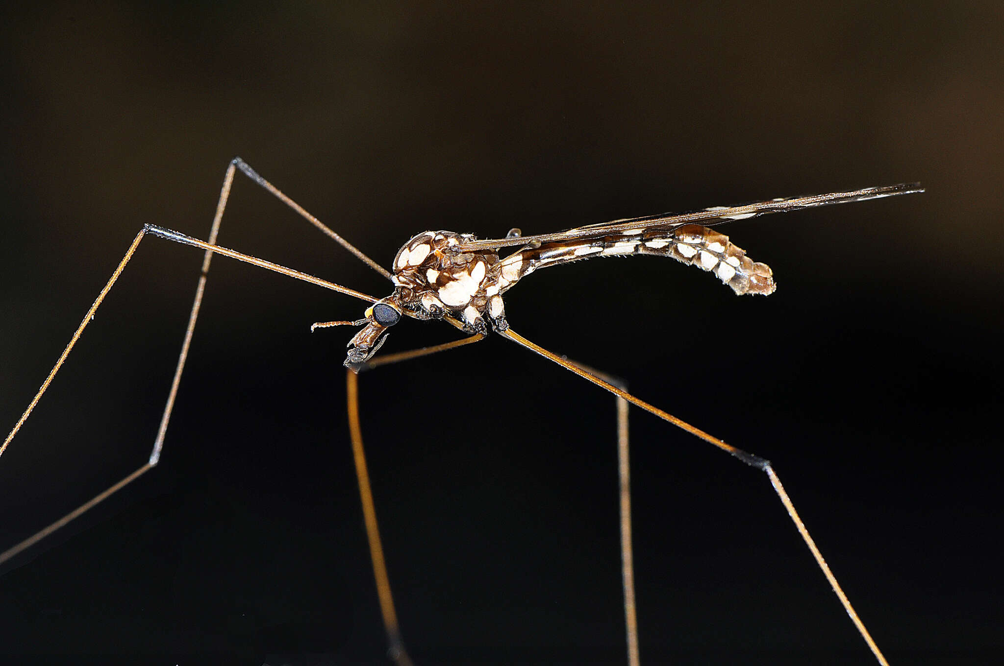 Image of Ischnotoma (Ischnotoma) eburnea (Walker 1848)