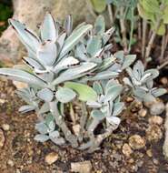 Image of Kalanchoe tomentosa Baker