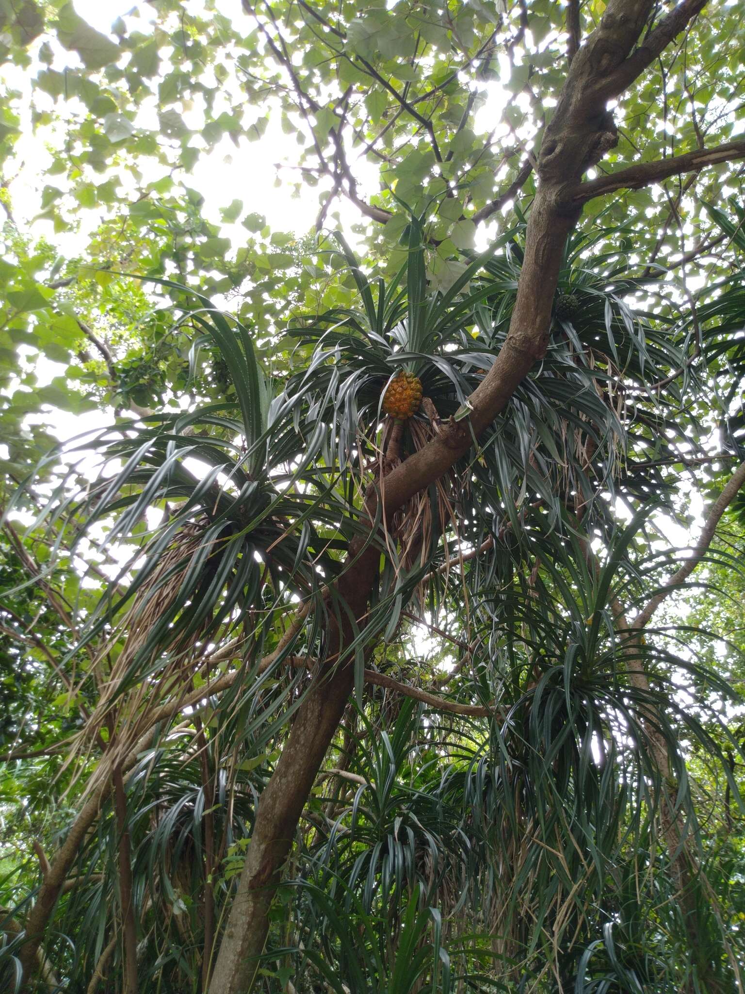 Image of Pandanus odorifer (Forssk.) Kuntze