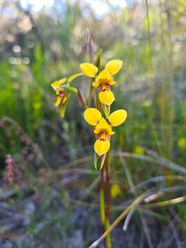 Image of Short-leaved donkey orchid