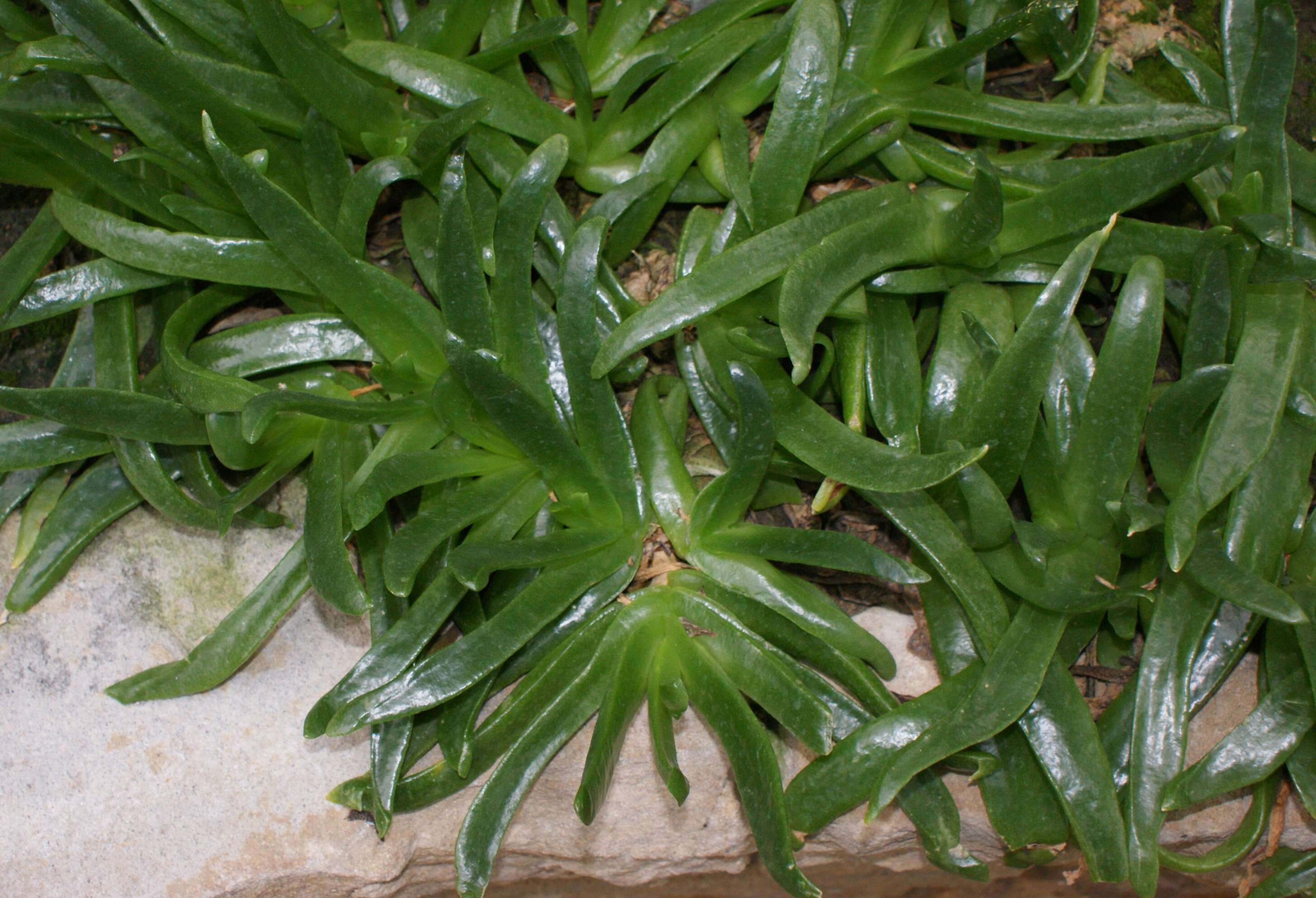 Image of Glottiphyllum uncatum