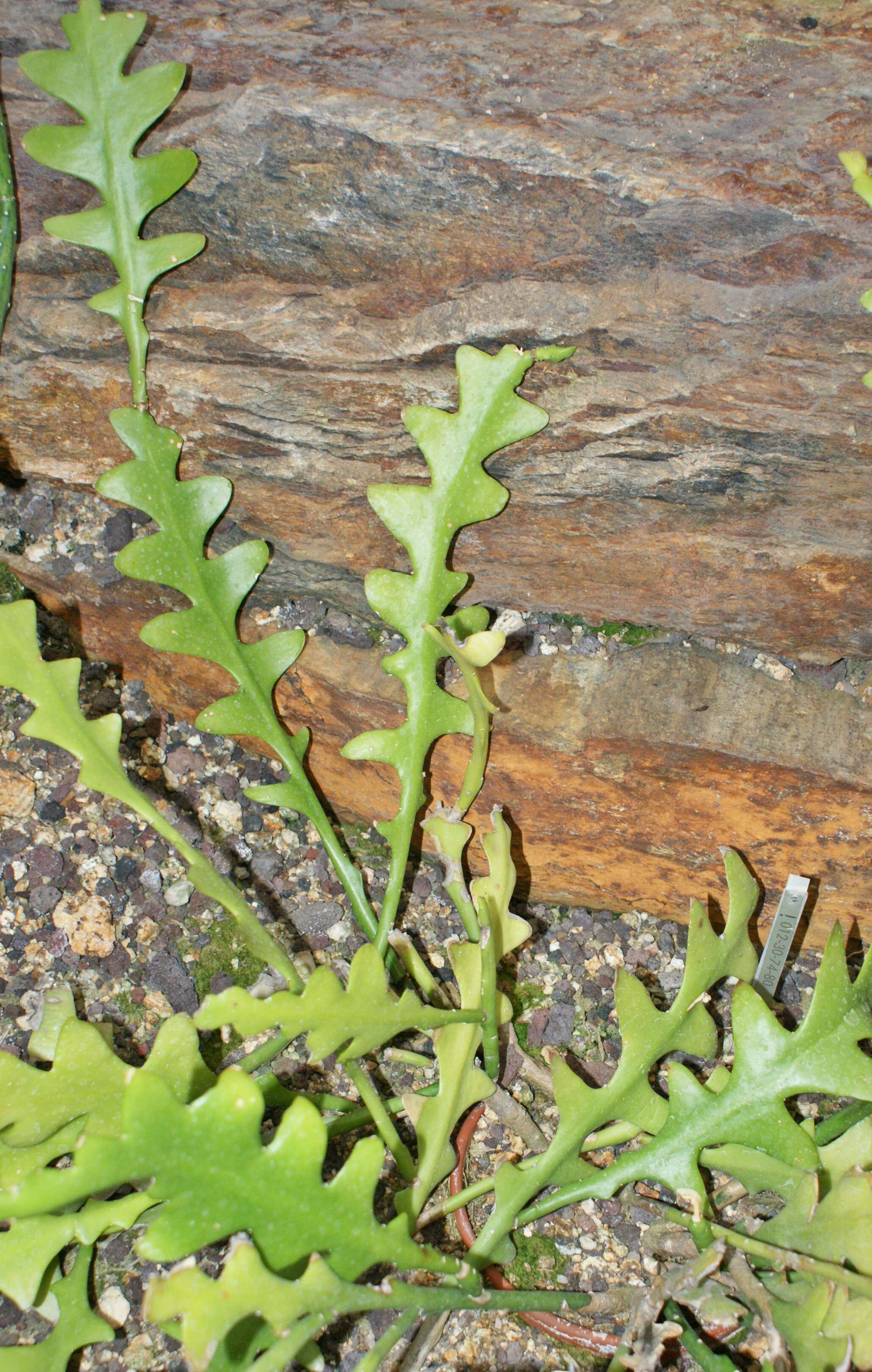 Image of <i>Disocactus anguliger</i>