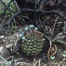 Image of Gymnocalycium schickendantzii subsp. schickendantzii