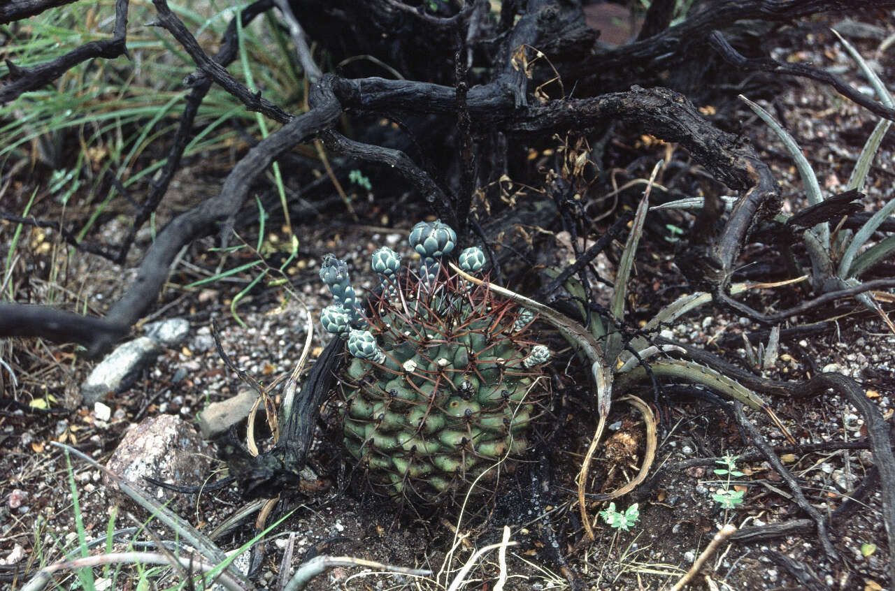 Image of Gymnocalycium schickendantzii subsp. schickendantzii