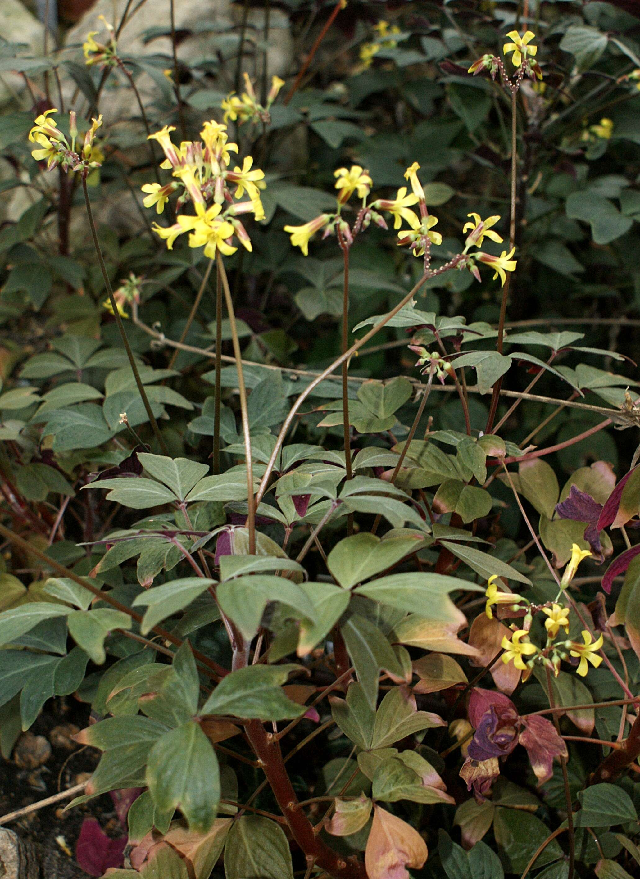 Image of Oxalis ortgiesii Regel