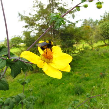 Image of Sonoran Bumble Bee