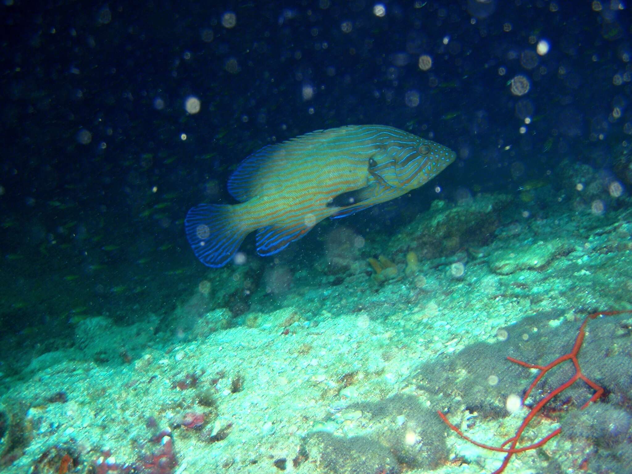 Image of Blue-lined Rock Cod