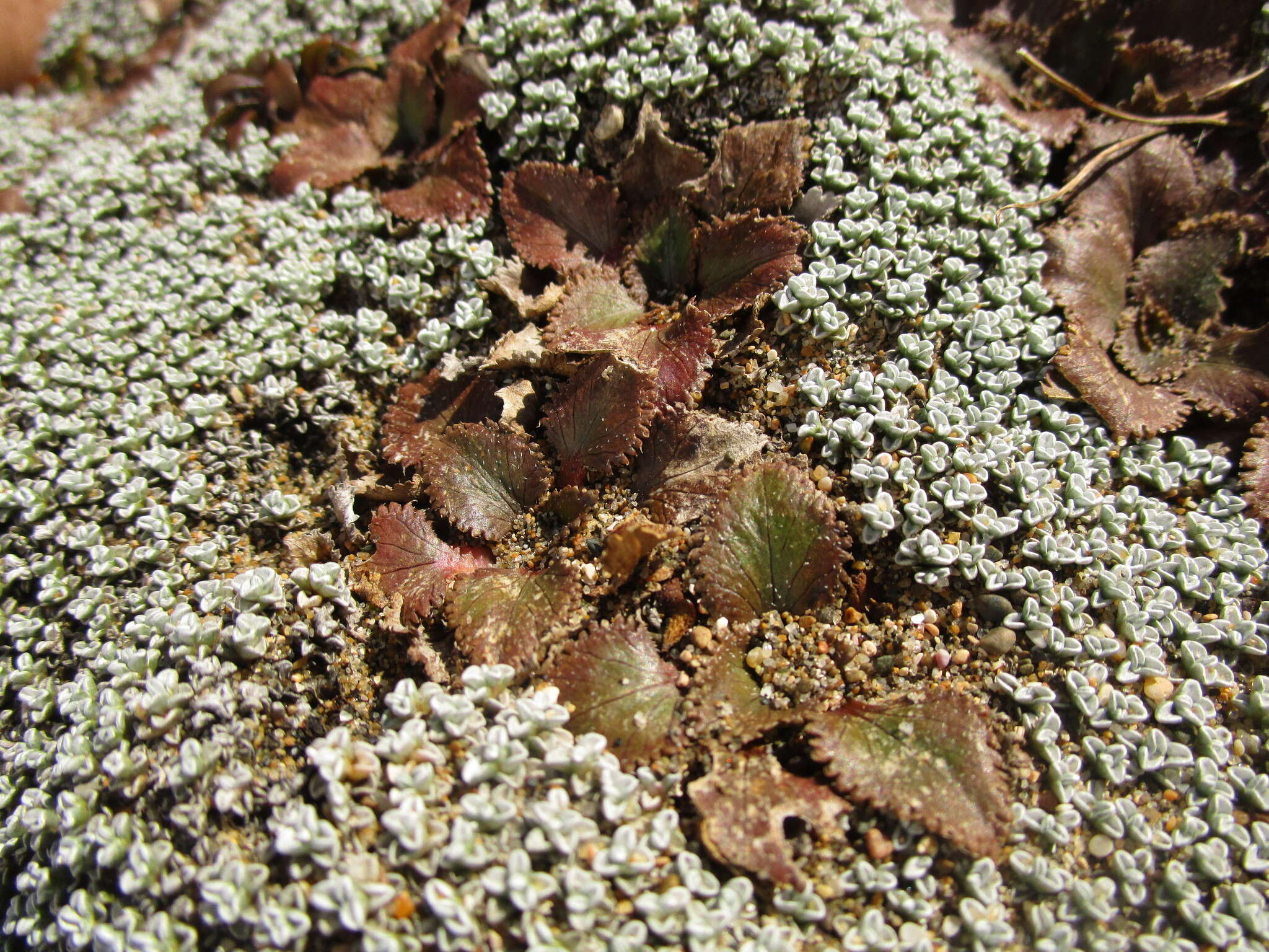 صورة Gunnera hamiltonii T. Kirk ex W. Ham.