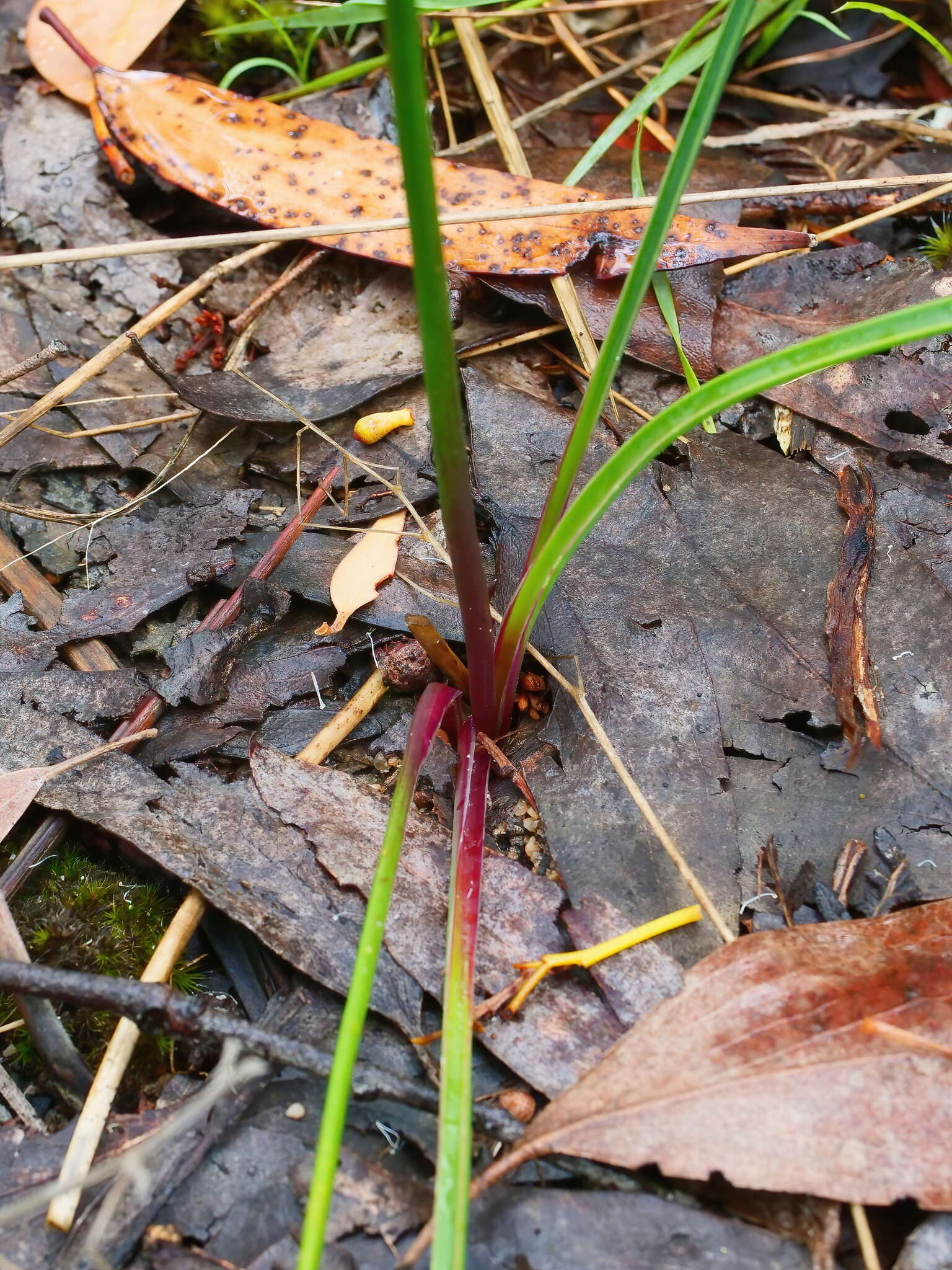 Image of Thysanotus tuberosus subsp. tuberosus