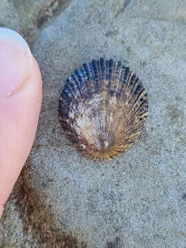 Image of prickly limpet