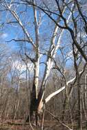 Imagem de Platanus occidentalis L.