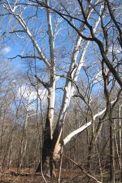 Image of American sycamore