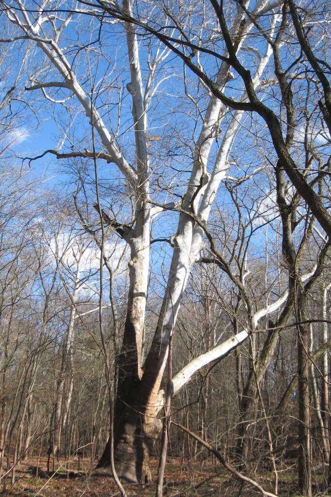 Imagem de Platanus occidentalis L.