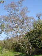 Imagem de Platanus racemosa Nutt. ex Audubon