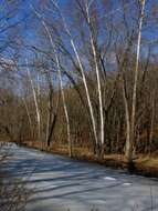 Imagem de Platanus occidentalis L.