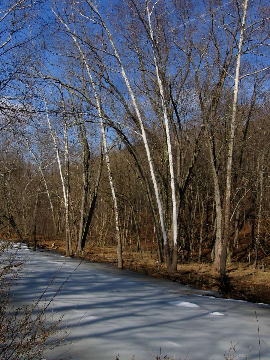 Image of American sycamore