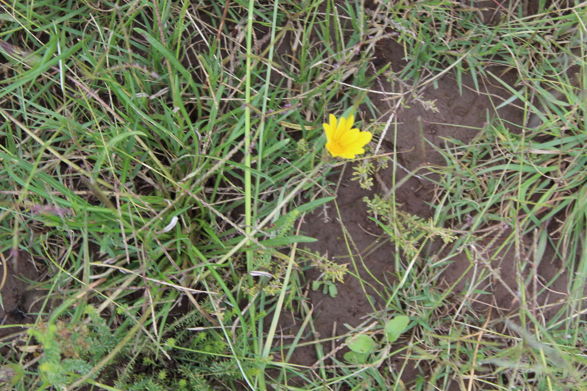 Image of <i>Gazania <i>linearis</i></i> subsp. linearis