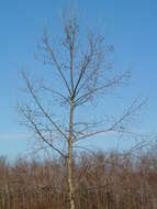 Image of American sycamore