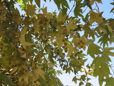 Platanus racemosa Nutt. ex Audubon的圖片