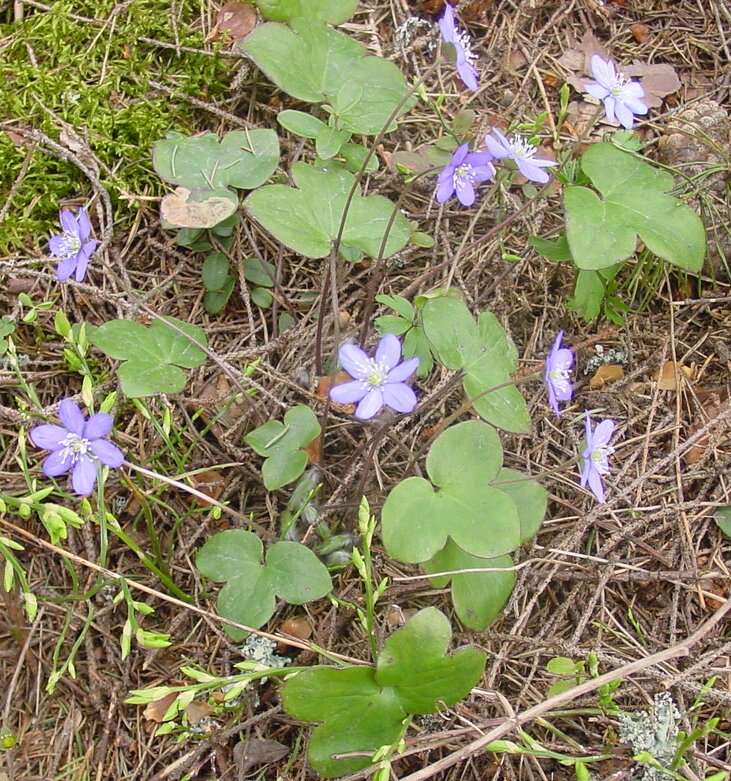 Image of American liverleaf