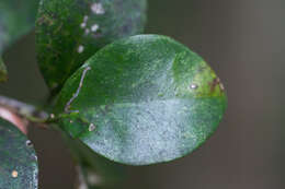 Image of Planchonella howeana (F. Muell.) Pierre
