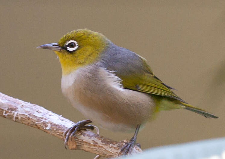 Image of Silvereye