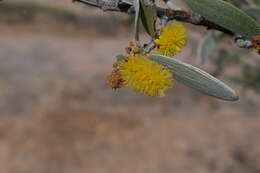 Image of Mulga