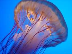 Image of Sea nettle