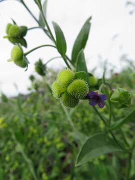 Image of Cynoglossum divaricatum Stephan ex Lehmann