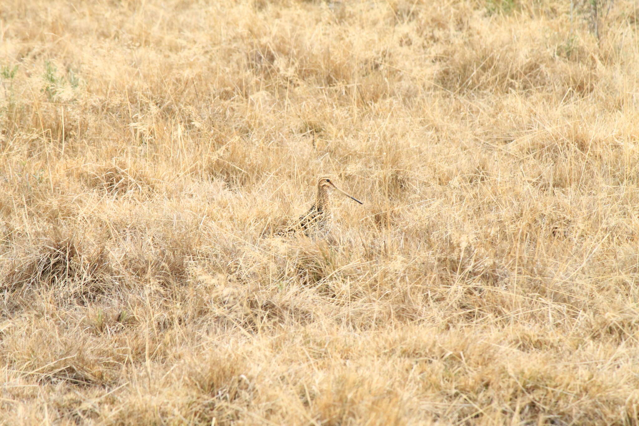 Gallinago magellanica resmi