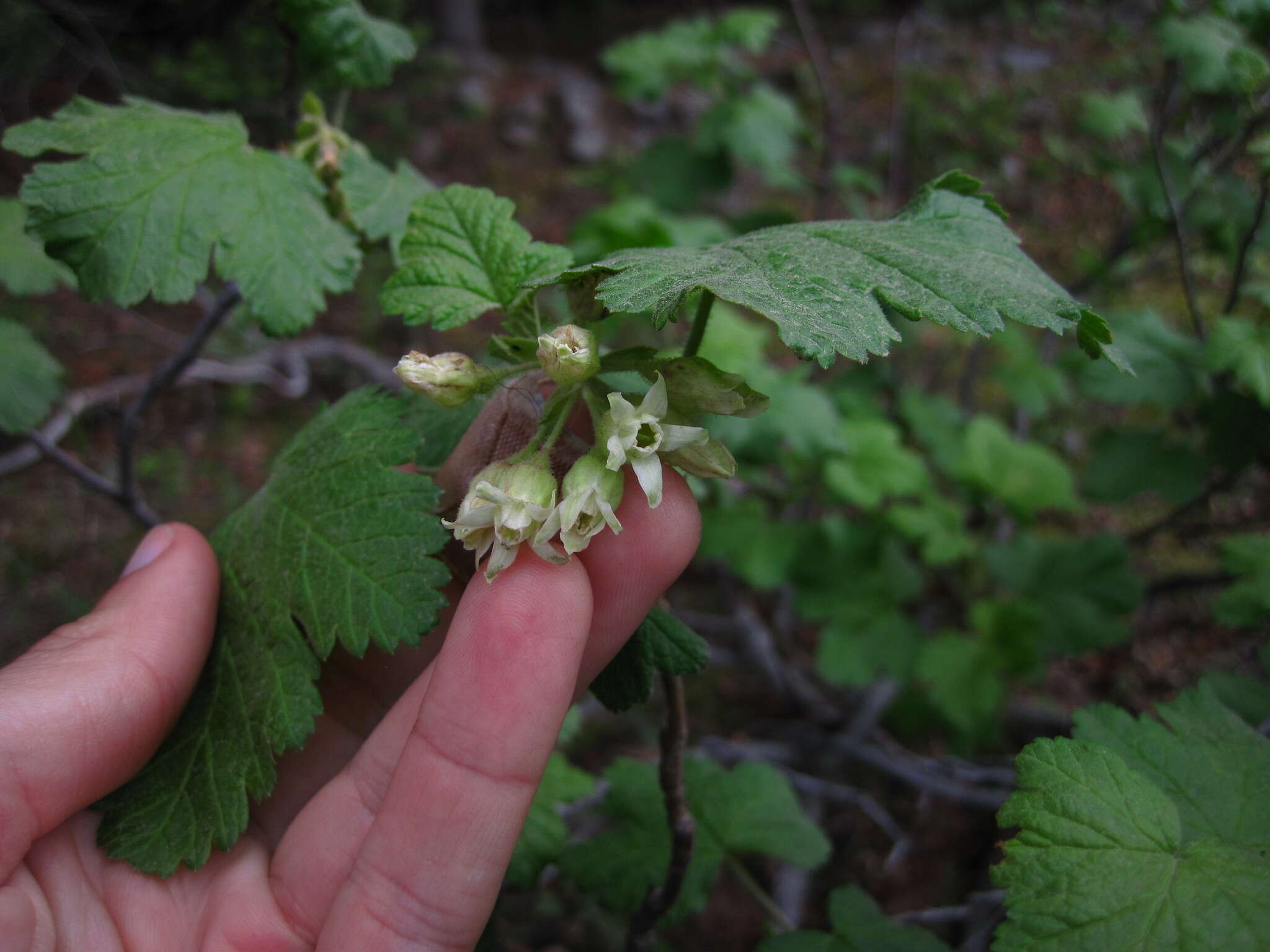 Imagem de Ribes viscosissimum Pursh