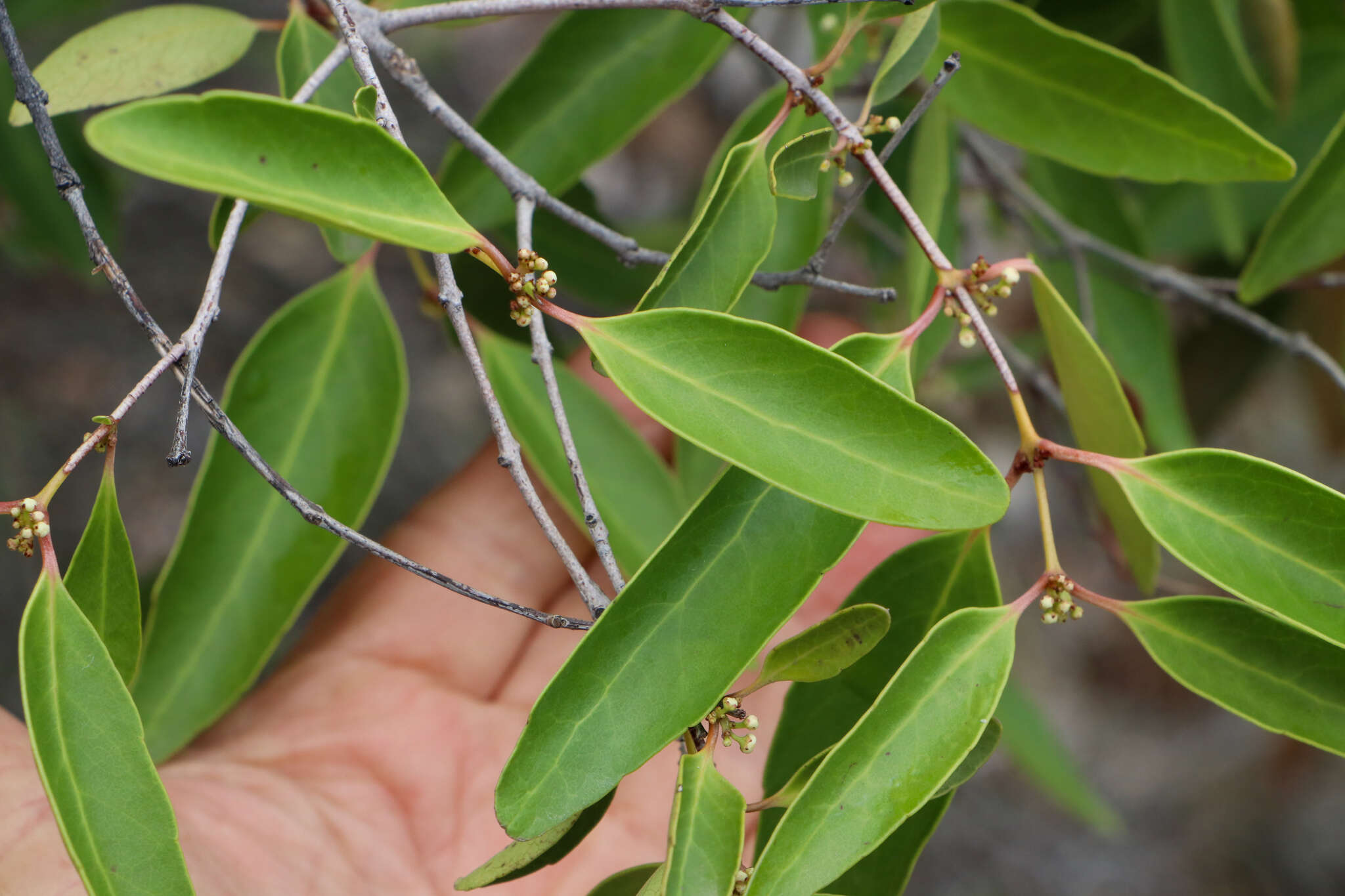 Image of Cassine peragua subsp. affinis (Sond.) R. H. Archer