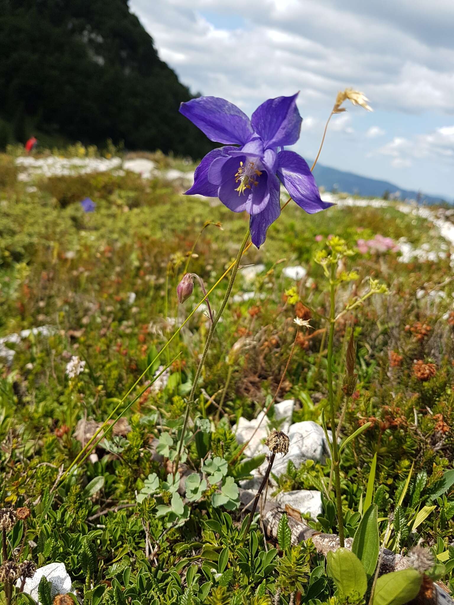 Image of Aquilegia iulia E. Nardi