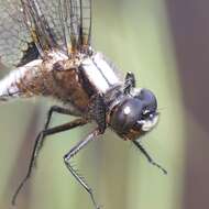 Image of Chalk-fronted Corporal